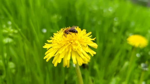Close-up of a bee collecting pollen on a bright yellow dandelion in green grass Stock Footage 341280058