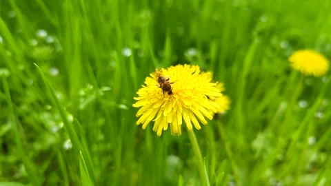 Close-up of a bee collecting pollen on a bright yellow dandelion in green grass Stock Footage 341281980