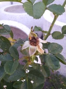 Close-up of a bee collecting pollen from a delicate white rose bloom. Stock Photos