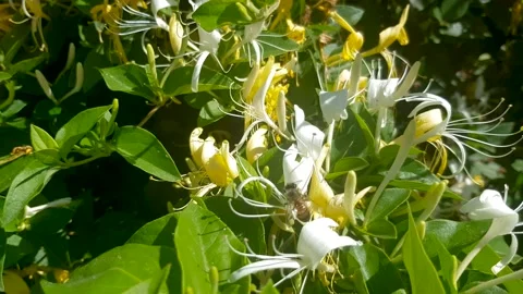 Close up of bee collecting pollen from a flower during a sunny day Stock Footage 152541380