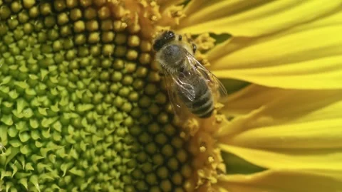 Close-Up of a Bee Collecting Pollen Inside a Sunflower Stock-Footage 331802641
