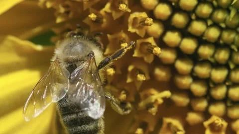 Close-Up of a Bee Collecting Pollen Inside a Sunflower 스톡 동영상 331802658