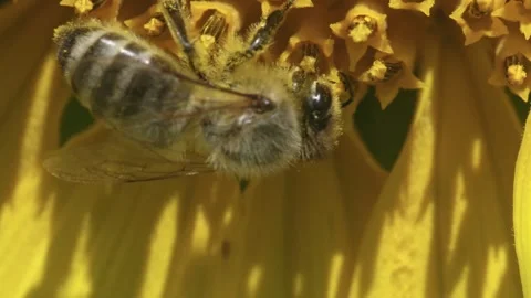 Close-Up of a Bee Collecting Pollen Inside a Sunflower Stock-Footage 331802663