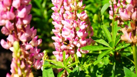 Close-up of a bee collecting pollen from nice pink flowers Stock Footage 283907686