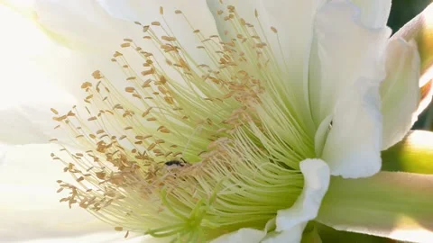 Close Up of  Bee Collecting Pollen From a Night Blooming Cactus Stock Footage 147421478
