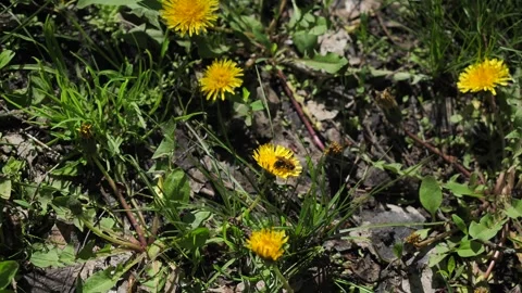 Close-up of a bee collecting pollen on a orange dandelion on a sunny spring day. Stock Footage 273949822