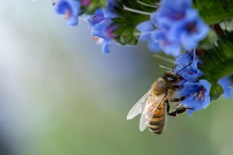 Close up of a bee collecting pollen Stock Photos