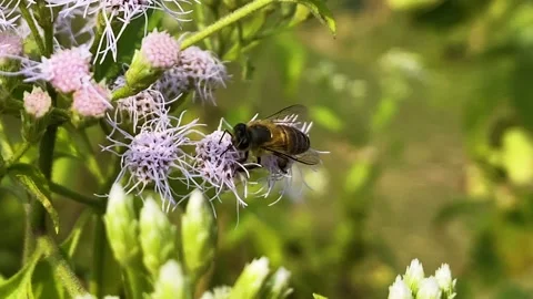 Close up on bee collecting pollen resting on vibrant Siam weed plant moving in Stock Footage 322737217