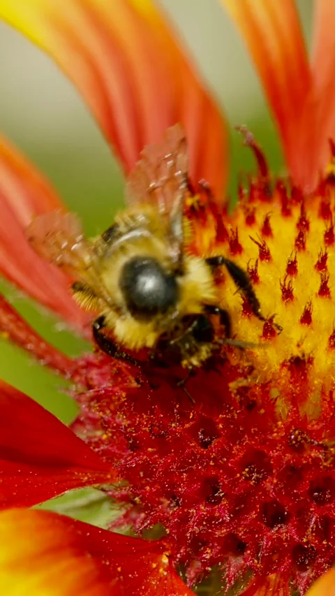 Close-up of a bee collecting pollen from a vibrant flower in a garden during Stock Footage 322145424