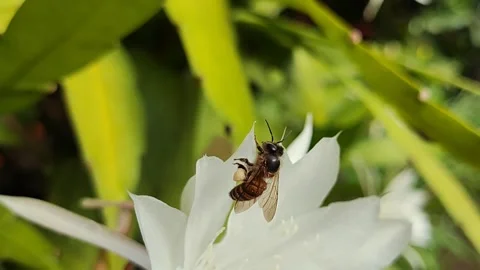 Close-Up of Bee Collecting Pollen on White Flower in Natural Pollination Video stock 311381365