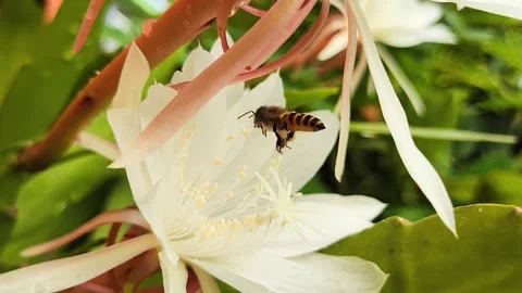 Close-Up of Bee Collecting Pollen on White Flower in Natural Pollination 動画素材 311381366