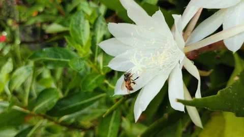 Close-Up of Bee Collecting Pollen on White Flower in Natural Pollination 動画素材 311381590