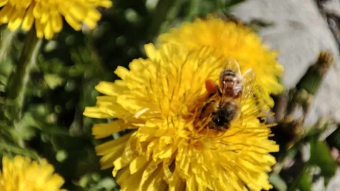 Close-up bee collecting pollen on yellow flower Stock Footage 152946436