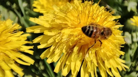 Close-up bee collecting pollen on yellow flower Stock Footage 152946475