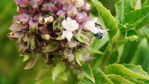 Close up Bee collects nectar from basil flowers . Macro Stock Footage 115765954