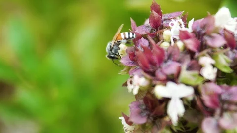 Close up at  Bee collects nectar from basil purple flowers . macro footage Stock Footage 115765987
