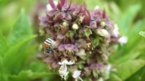 Close up at  Bee collects nectar from basil purple flowers . macro footage Stock Footage 115766652