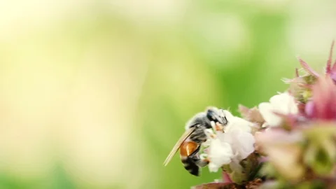 Close up at  Bee collects nectar from basil purple flowers . macro footage Stock Footage 115770937