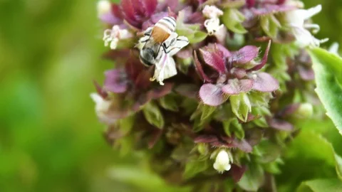 Close up at  Bee collects nectar from basil purple flowers . macro footage Stock Footage 115771791