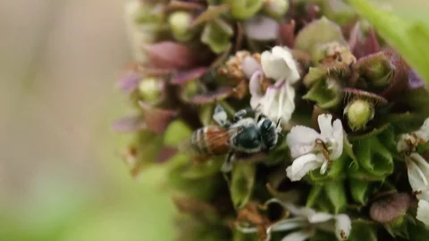 Close up at  Bee collects nectar from basil purple flowers . macro footage Stock Footage 115771797