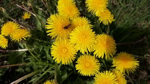 Close-up: Bee collects nectar on a bright yellow dandelion bud - 3 스톡 동영상 107726583