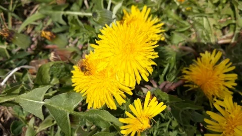 Close-up: Bee collects nectar on a bright yellow dandelion bud - 2 Stock Footage 107726586