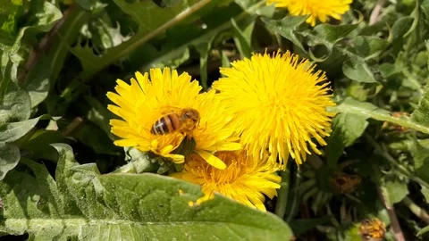 Close-up: Bee collects nectar on a bright yellow dandelion bud - 1 Vídeo Stock 107726598