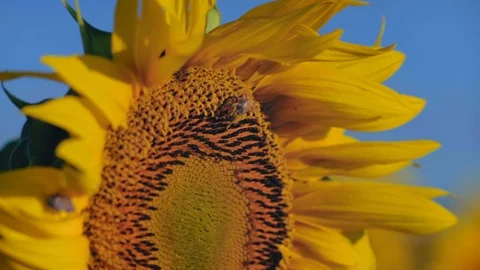 Close-Up Bee Collects Nectar from a Sunflower Flower Stock Footage 113303287