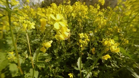 Close-up of a bee collects nectar in yellow thick rape flowers Stock Footage 81630182