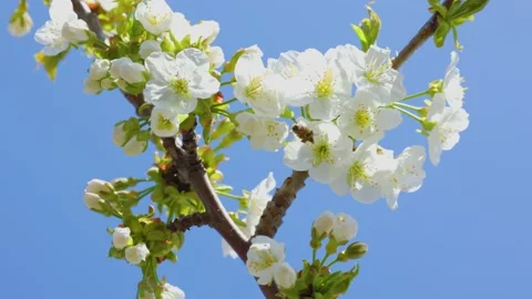 Close up of a Bee collects pollen from white flowers in orchard. Stock Footage 182052619