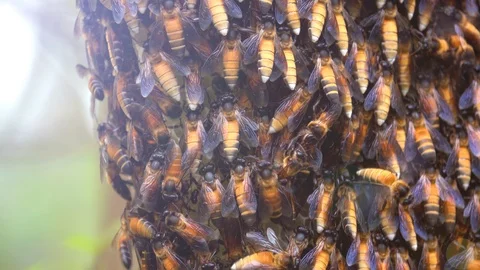Close up Bee comb or honeycomb in forest.  Stock Footage 86908588