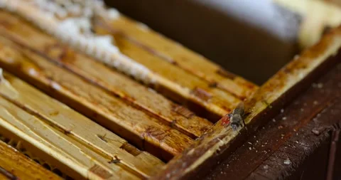 Close-up of bee crawling on honeycomb in beehive, collecting nectar Stock Footage 295057530
