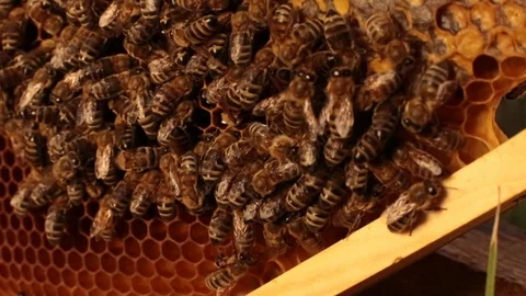 Close-up of a bee crawling over brown honeycombs on a wooden frame. Bees put hon Stock Footage 101718376