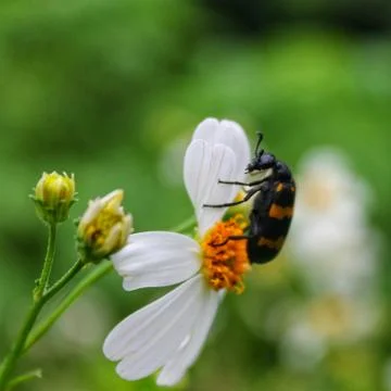 Close up  of bee on a daisy flower Stock Photos