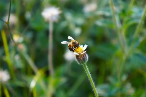 Close-up of bee on daisy flower Stock Photos