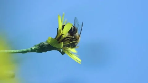 Close-up Bee On Dandelion Flower And Flies Away. Vertical Low Angle Shot Stock Footage 166921938