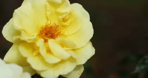 Close-up Of A Bee Dislodging Pollen On A Beautiful Yellow Rose Stock Footage 123774871