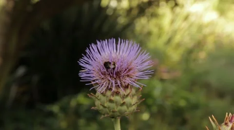 Close up Of Bee Drinking Pollen From Flower Vidéo 66256656