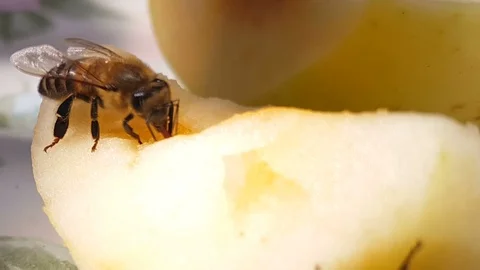 Close up bee eating sliced apple. Wasp feeding with fruit. Stock Footage 118464669