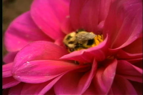 Close up Bee on Flower Video stock 343527