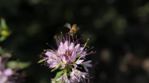 Close-up of Bee on Flower Stock Footage 41423780