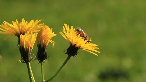 Close up of bee on a flower 스톡 동영상 102037077