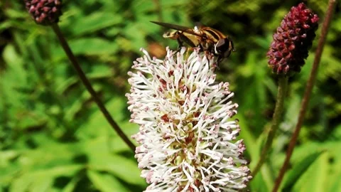Close Up of a bee on the flower Video stock 150197076