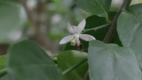 Close Up Of Bee On Flower 스톡 동영상 254036594