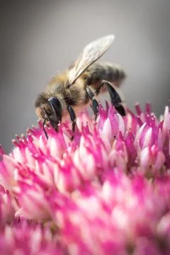 Close Up Of A Bee On A Flower, Macro Stock Photos