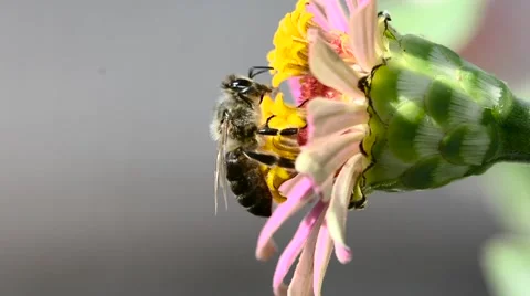 Close up bee on Flower in the nature Stock Footage 68191727