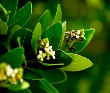 Close up of Bee on Flower Foto stock