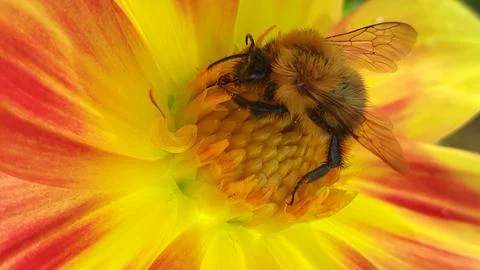 Close-up of a bee on a flower Stock Photos