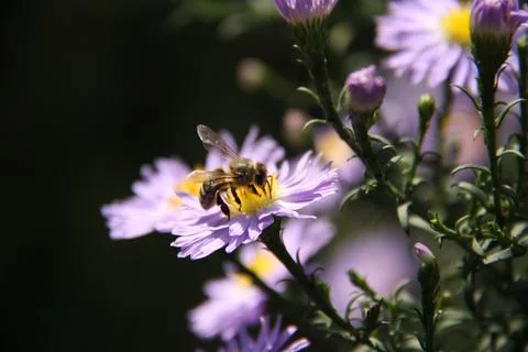 Close-up of a bee on a flower Stock Photos