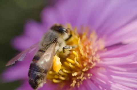 Close-up of a bee on a flower Stock Photos